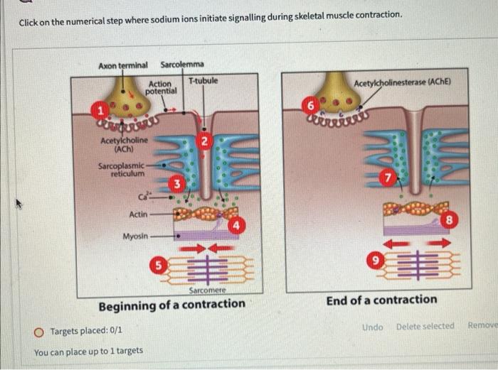 Click On The Numerical Step Where Sodium Ions Initiate Signalling During Skeletal Muscle Contraction Axon Terminal 118 1