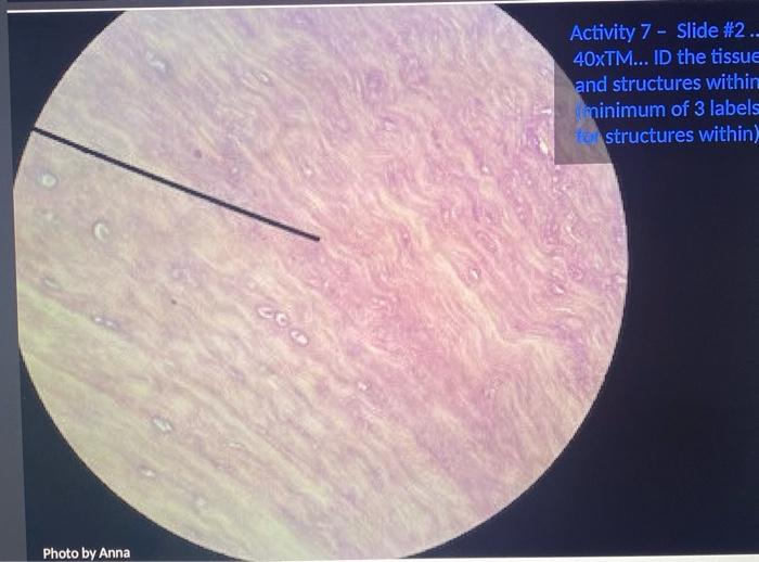 2 What Tissue Was Represented On Slide 2 What Visual Clues Made You Think This 3 On Slide 2 What Were The Minimum O 2