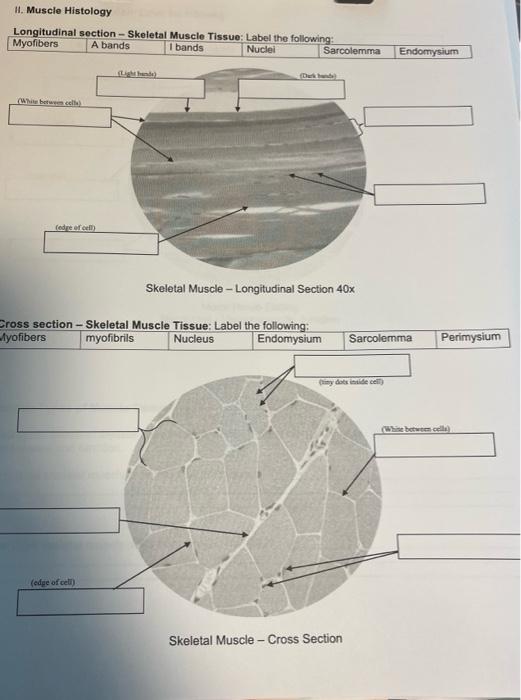 Ii Muscle Histology Longitudinal Section Skeletal Muscle Tissue Label The Following Myofibers A Bands I Bands Nucle 1
