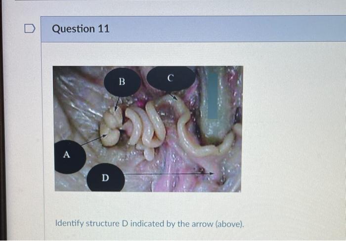 Question 11 A D B C Identify Structure D Indicated By The Arrow Above 1