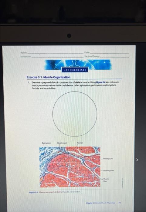 Name Instruction Figure 1 Poid Date Section Group Lab Exercises Exercise 3 1 Muscle Organization 1 Examine A Prepare 1
