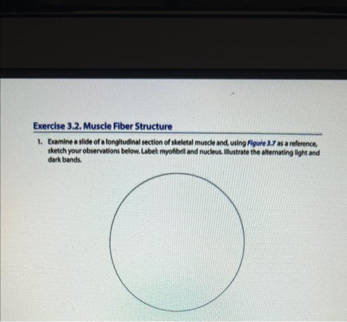 Exercise 3 2 Muscle Fiber Structure 1 Examine A Slide Of A Longitudinal Section Of Skeletal Muscle And Using Figure 3 1