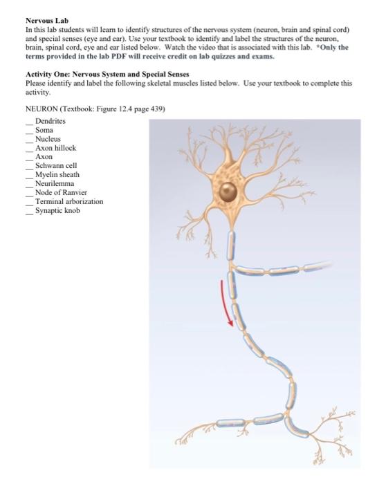 Nervous Lab In This Lab Students Will Learn To Identify Structures Of The Nervous System Neuron Brain And Spinal Cord 1