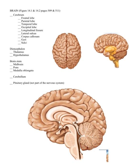 Nervous Lab In This Lab Students Will Learn To Identify Structures Of The Nervous System Neuron Brain And Spinal Cord 3