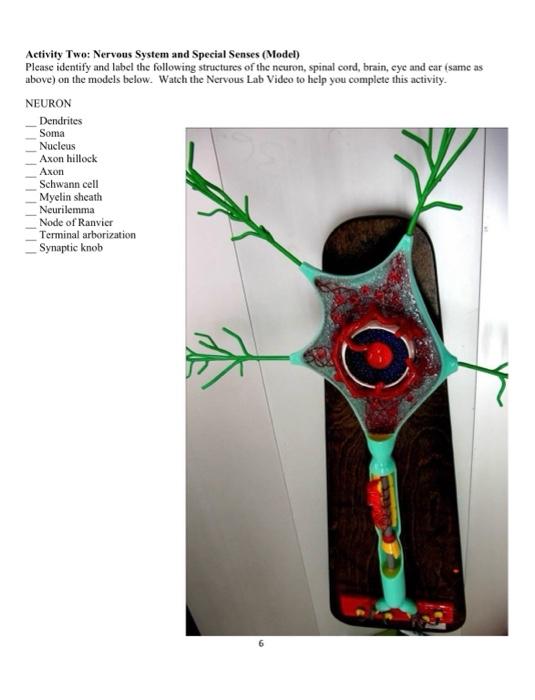 Activity Two Nervous System And Special Senses Model Please Identify And Label The Following Structures Of The Neuron 1