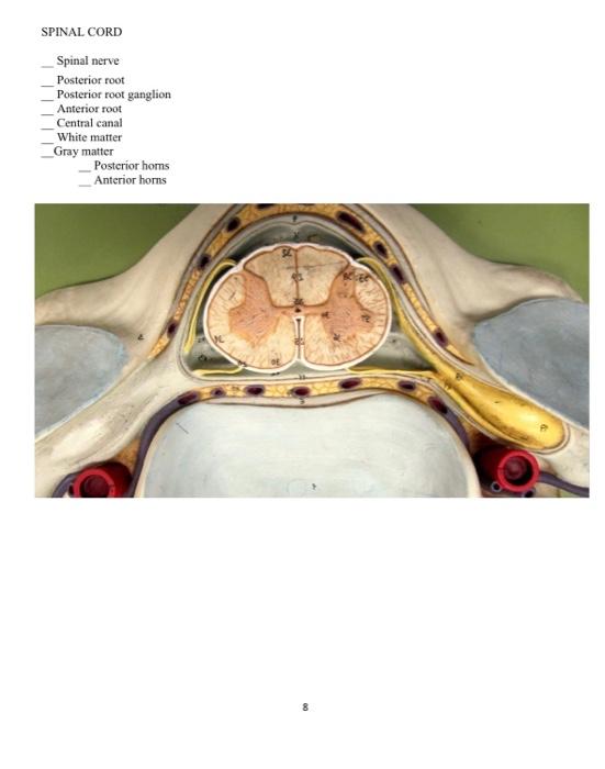Activity Two Nervous System And Special Senses Model Please Identify And Label The Following Structures Of The Neuron 2