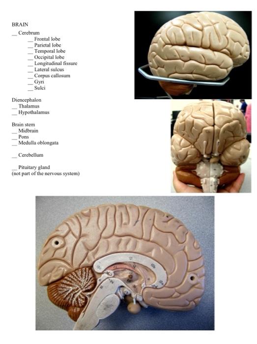 Activity Two Nervous System And Special Senses Model Please Identify And Label The Following Structures Of The Neuron 3