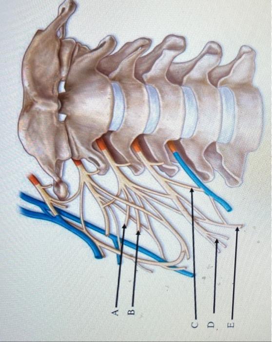 Ab D Damage To This Nerve Can Impair The Ability To Regulate Breathing Multiple Choice O O O O The Area On The Image 1