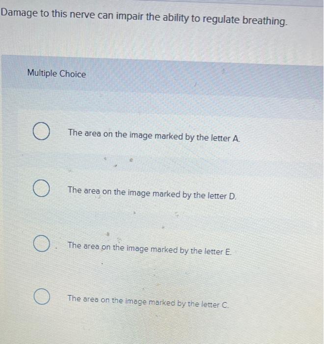 Ab D Damage To This Nerve Can Impair The Ability To Regulate Breathing Multiple Choice O O O O The Area On The Image 2