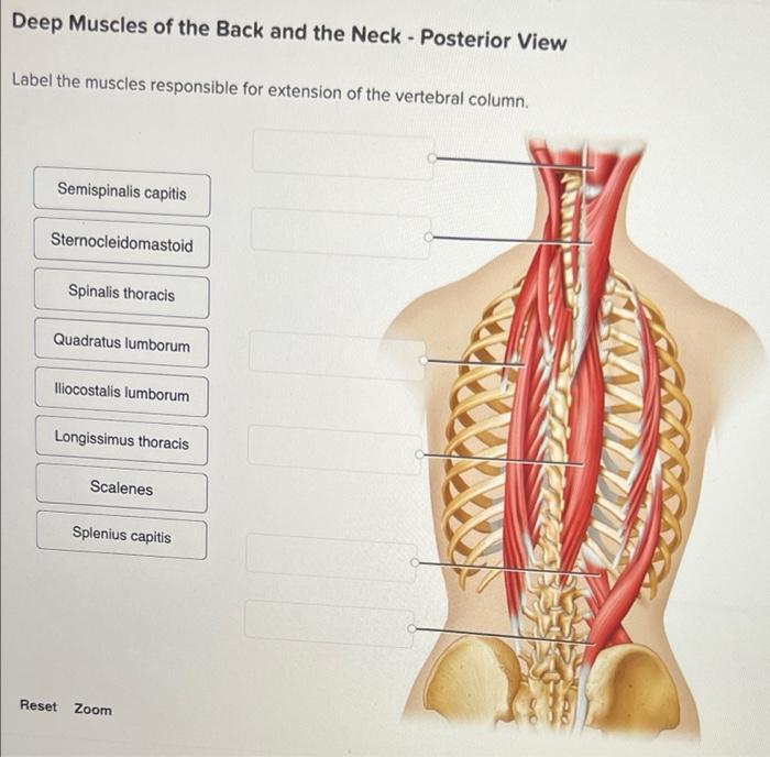 Deep Muscles Of The Back And The Neck Posterior View Label The Muscles Responsible For Extension Of The Vertebral Colu 1