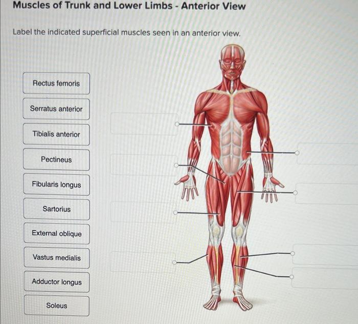 Muscles Of Trunk And Lower Limbs Anterior View Label The Indicated Superficial Muscles Seen In An Anterior View Rectu 1