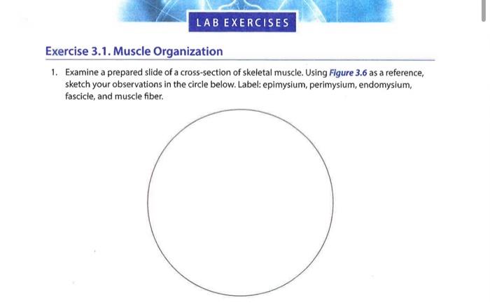 Lab Exercises Exercise 3 1 Muscle Organization 1 Examine A Prepared Slide Of A Cross Section Of Skeletal Muscle Using 2