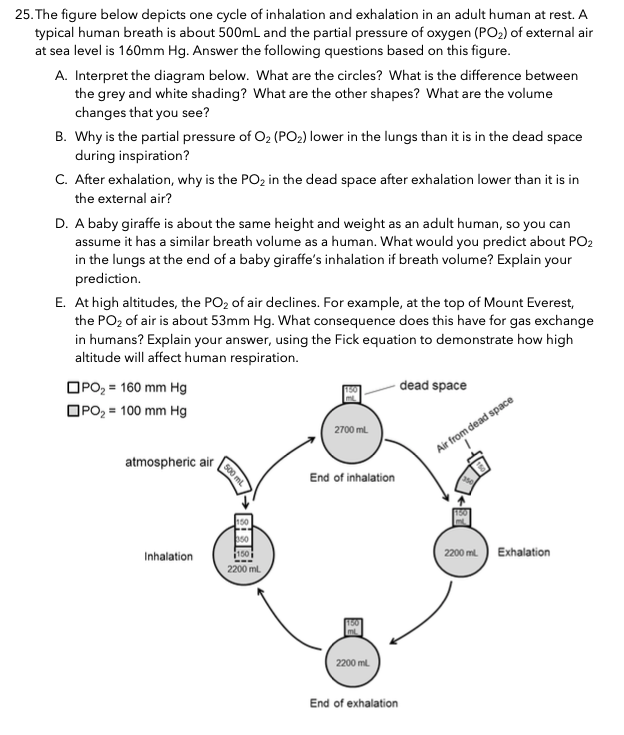 25 The Figure Below Depicts One Cycle Of Inhalation And Exhalation In An Adult Human At Rest A Typical Human Breath Is 1
