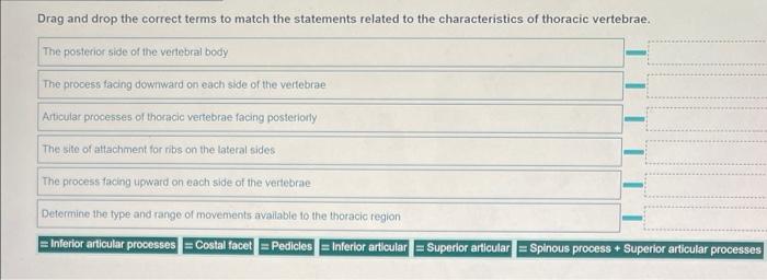 Drag And Drop The Correct Terms To Match The Statements Related To The Characteristics Of Thoracic Vertebrae The Poster 1