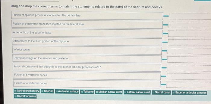 Drag And Drop The Correct Terms To Match The Statements Related To The Parts Of The Sacrum And Coccyx Fusion Of Spinous 1