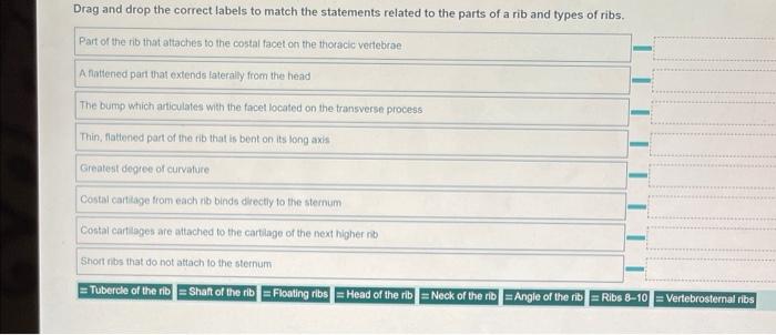 Drag And Drop The Correct Terms To Match The Statements Related To The Parts Of The Sacrum And Coccyx Fusion Of Spinous 2