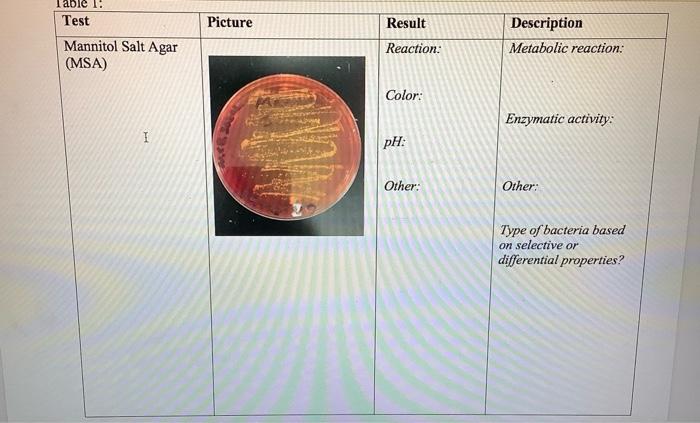 Table 1 Test Mannitol Salt Agar Msa I Picture Result Reaction Color Ph Other Description Metabolic Reaction Enzy 1