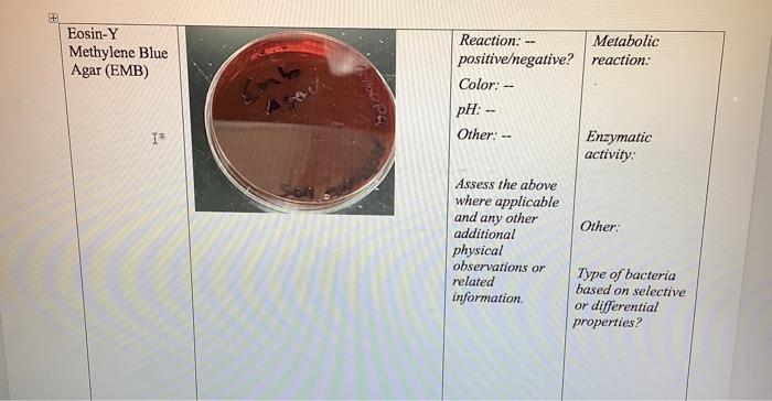 Table 1 Test Mannitol Salt Agar Msa I Picture Result Reaction Color Ph Other Description Metabolic Reaction Enzy 2