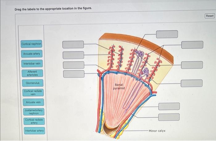 Drag The Labels To The Appropriate Location In The Figure Cortical Nephron Arcuate Artery Interlobar Vein Afferent Arte 1
