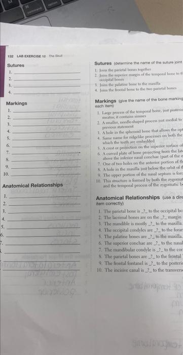 132 Lab Exercise 12 The Skull Sutures 1 Markings 1 4 5 3 4 3 4 3 8 9 10 1 2 5 7 Anatomical Relationships 1