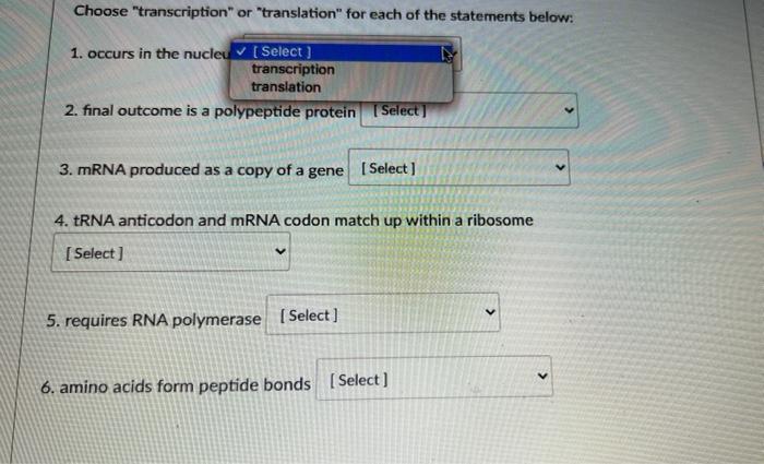 Choose Transcription 1 Occurs In The Nucleu Or Translation For Each Of The Statements Below Select Transcriptio 1