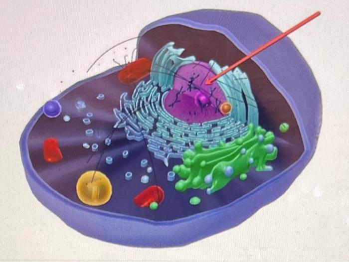 1 The Red Blood Cell Shown Here Is Losing Water To Its External Environment Which Type Of Solution Would Cause This Ty 2