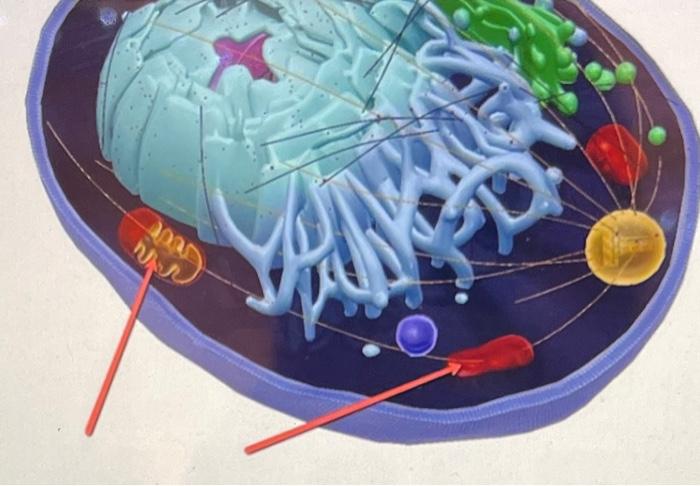 1 The Red Blood Cell Shown Here Is Losing Water To Its External Environment Which Type Of Solution Would Cause This Ty 3
