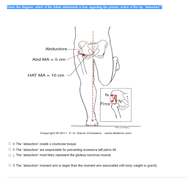 Given The Diagram Which Of The Follow Statements Is True Regarding The Primary Action Of The Hip Abductors Abductors 1
