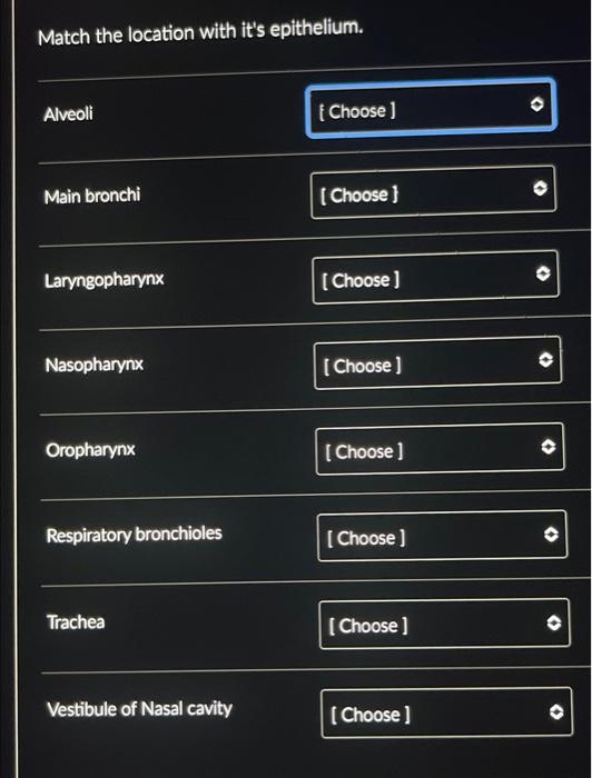 Match The Location With It S Epithelium Alveoli Main Bronchi Laryngopharynx Nasopharynx Oropharynx Respiratory Bronchio 1