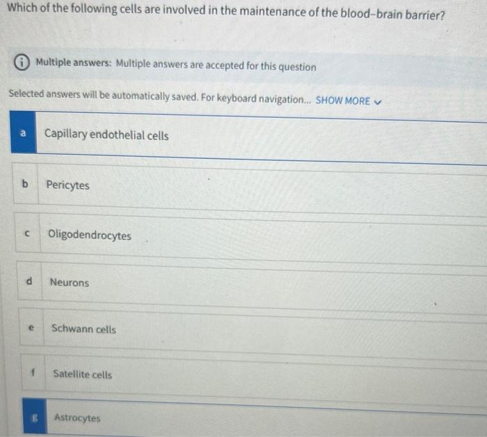 Which Of The Following Cells Are Involved In The Maintenance Of The Blood Brain Barrier Multiple Answers Multiple Answ 1
