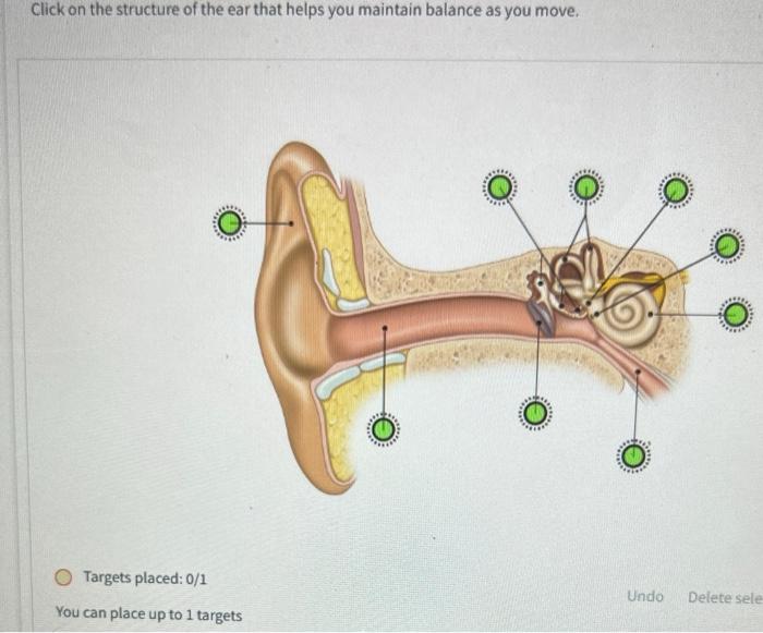 Click On The Structure Of The Ear That Helps You Maintain Balance As You Move O Targets Placed 0 1 You Can Place Up To 1