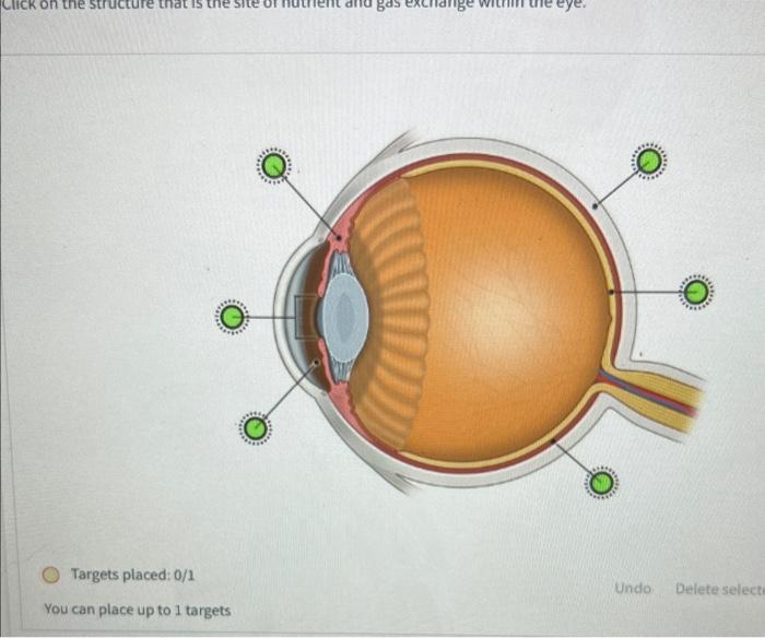 Click On The Structure Of The Ear That Helps You Maintain Balance As You Move O Targets Placed 0 1 You Can Place Up To 2