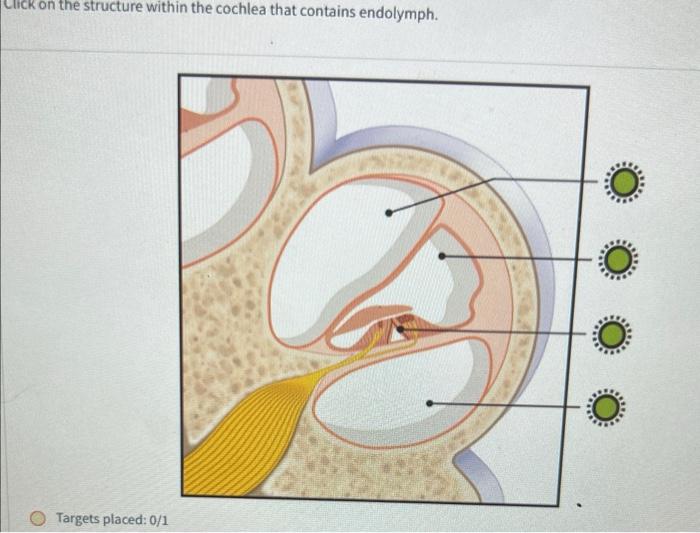 Click On The Structure Within The Cochlea That Contains Endolymph Targets Placed 0 1 Click On The Area Within The Spi 1