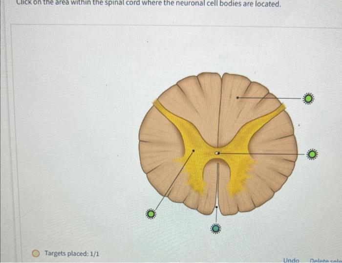 Click On The Structure Within The Cochlea That Contains Endolymph Targets Placed 0 1 Click On The Area Within The Spi 2