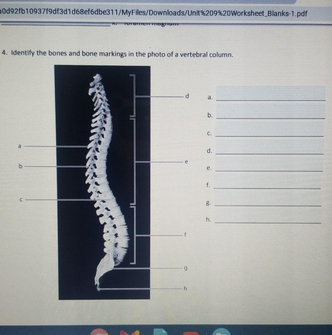 Unit 9 The Axial Skeleton Worksheet 1