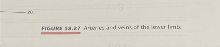 20 Figure 18 27 Arteries And Veins Of The Lower Limb Post Lab Assessment 18c Pulse Palpation And Pulse Rate 1 Restin 1