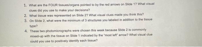 1 What Are The Four Tissues Organs Pointed To By The Red Arrows On Slide 1 What Visual Clues Did You Use To Make Your 1