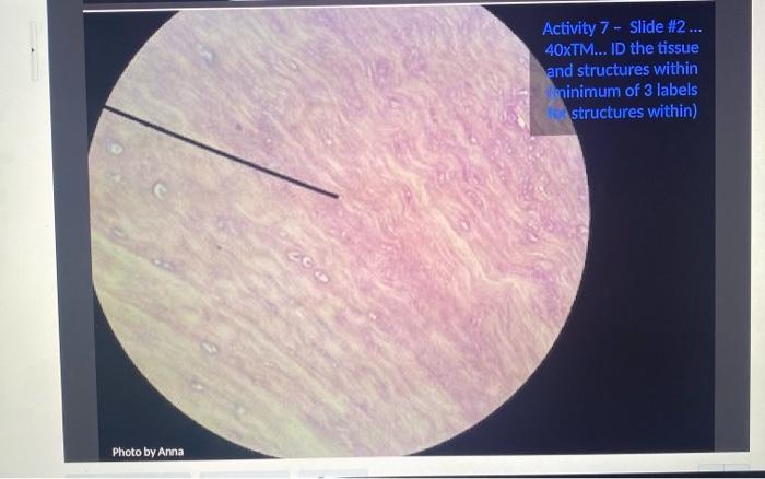 1 What Are The Four Tissues Organs Pointed To By The Red Arrows On Slide 1 What Visual Clues Did You Use To Make Your 3