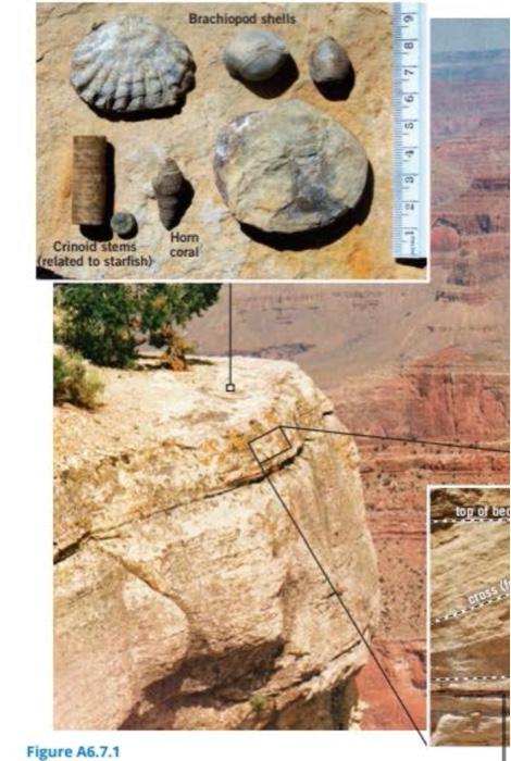 Learning Goal You Will Analyze And Interpret Sedimentary Rock From The Edge Of The Grand Canyon A Analyze The Images In 3