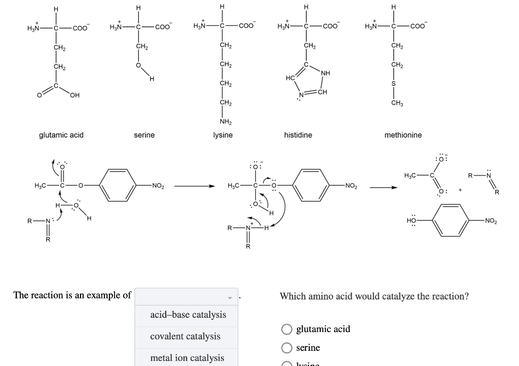H N Ch H C Ch Coo Oh Glutamic Acid H N The Reaction Is An Example Of Ch Coo Serine No H N H C Coo Ch Ch Ch 1