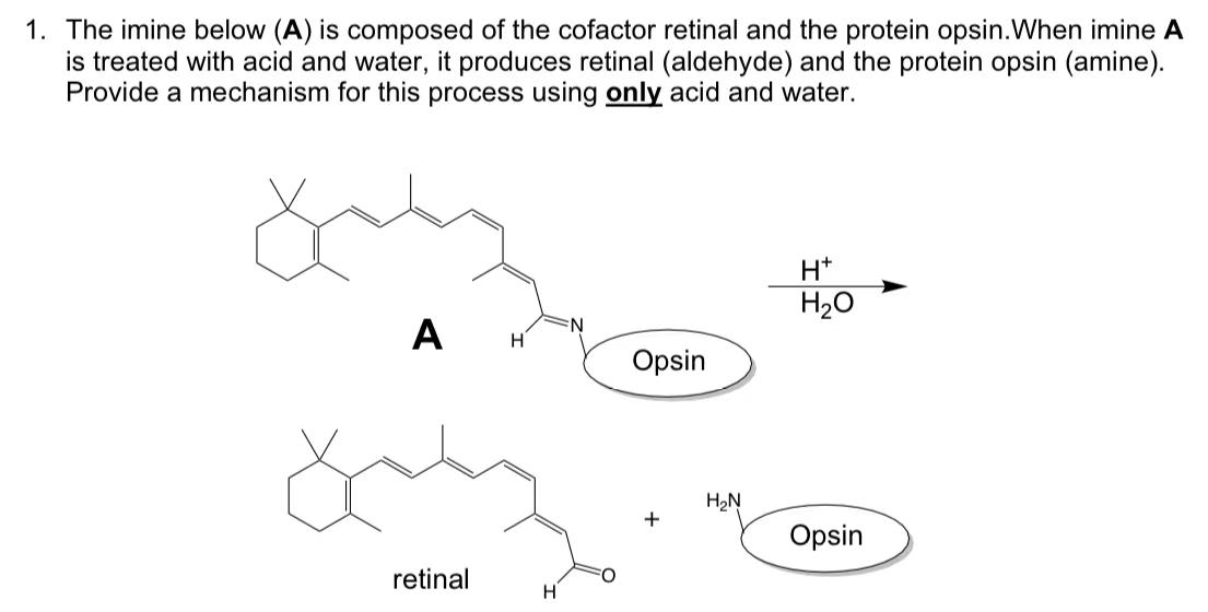 1 The Imine Below A Is Composed Of The Cofactor Retinal And The Protein Opsin When Imine A Is Treated With Acid And 1