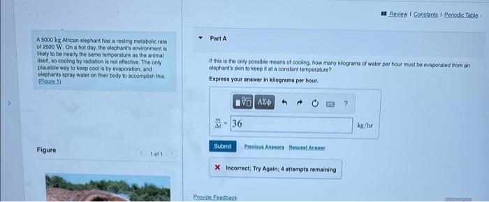 A 5000 Kg African Elephant Has A Resting Metabolic Rate Of 2500 W On A Hot Day The Elephant S Environment Is Sikely To 1