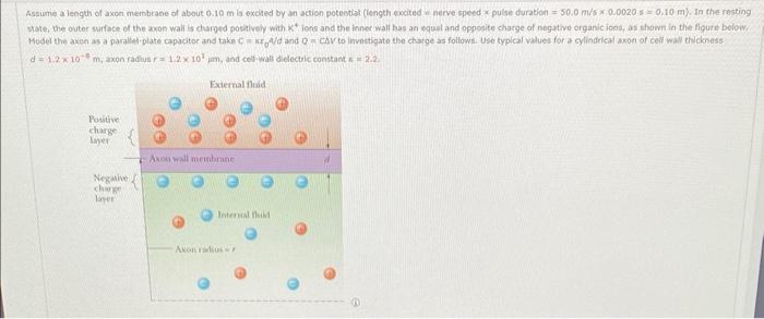 Assume A Length Of Axon Membrane Of About 0 10 M Is Excited By An Action Potential Length Excited Nerve Speed Pulse Dur 4