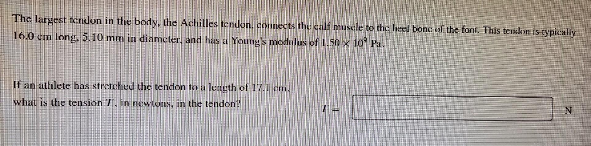 The Largest Tendon In The Body The Achilles Tendon Connects The Calf Muscle To The Heel Bone Of The Foot This Tendon 1