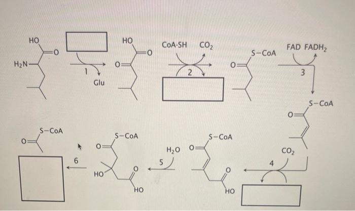 1 Name Of Co Substrate In Reaction 1 1 Point 2 Name All Forms Of The Co Factor Used In Reaction 2 2 Point 3 What 2