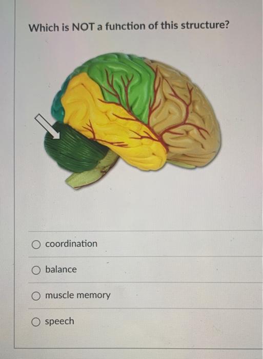 Which Is Not A Function Of This Structure Coordination O Balance O Muscle Memory O Speech Identify Car Occipital Lobe 1