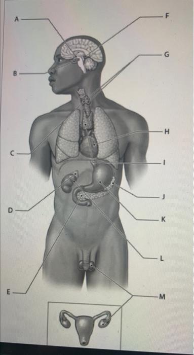 Which Is Not A Function Of This Structure Coordination O Balance O Muscle Memory O Speech Identify Car Occipital Lobe 8