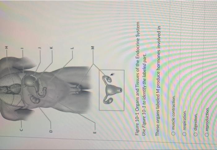 603 Figure 10 1 Organs And Tissues Of The Endocrine System Use Figure 10 1 To Identify The Labeled Part These Organs L 1