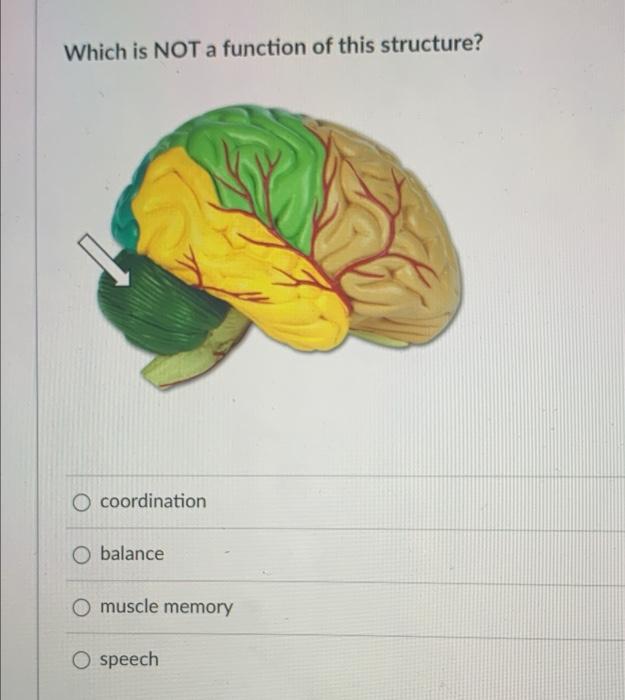 603 Figure 10 1 Organs And Tissues Of The Endocrine System Use Figure 10 1 To Identify The Labeled Part These Organs L 4