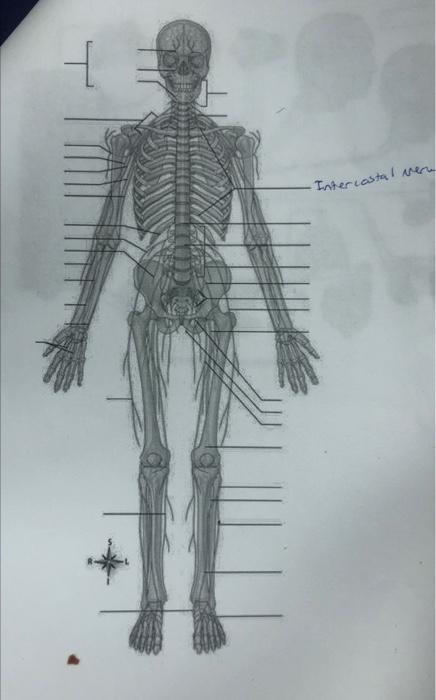 1 Intercostal Ver 0 12 Co 1